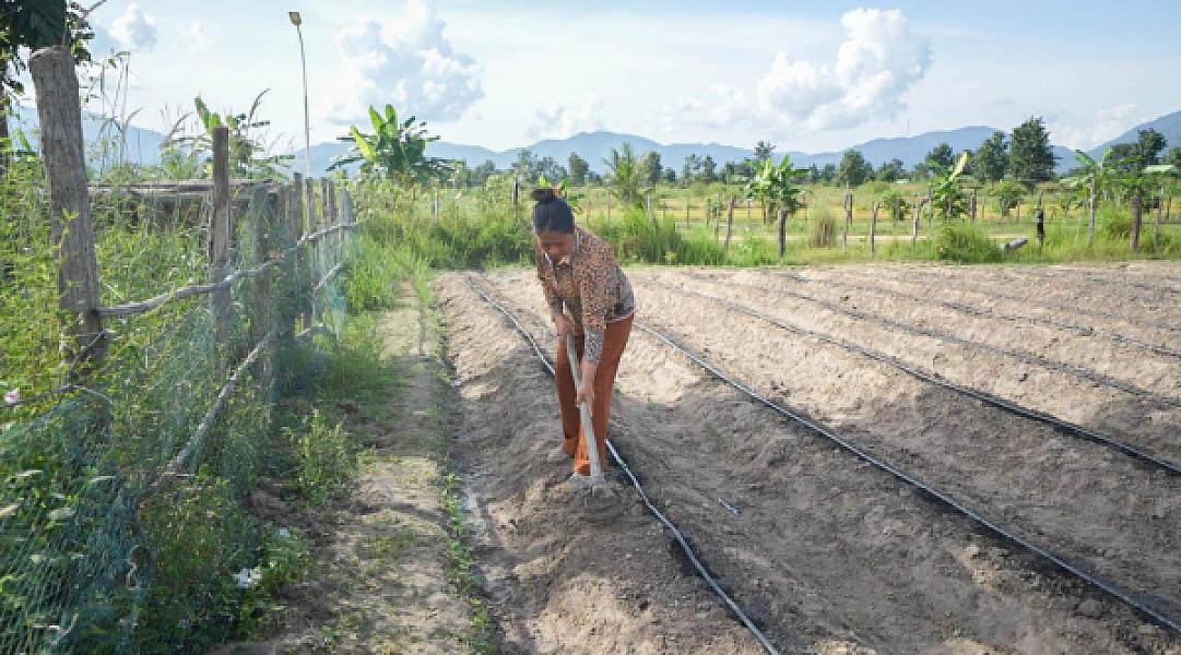 សហគមន៍កសិកម្មទំនើបម្ទេសដំណាក់ទ្រយឹងនឹងចាប់ផ្តើមការដាំដុះនាពាក់កណ្តាលខែវិច្ឆិកាខាងមុខនេះ - Image 4