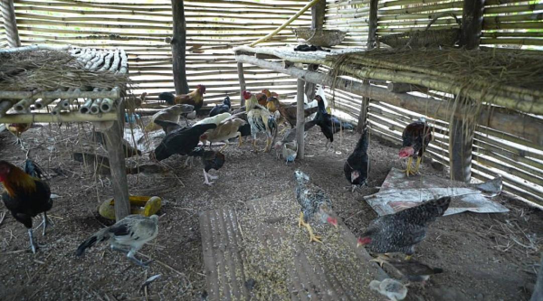 សហគមន៍កសិកម្មទំនើបម្ទេសដំណាក់ទ្រយឹងនឹងចាប់ផ្តើមការដាំដុះនាពាក់កណ្តាលខែវិច្ឆិកាខាងមុខនេះ - Image 6